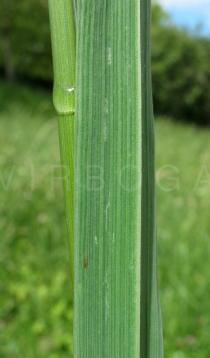Bromus carinatus - Lower surface of leaf - Click to enlarge!