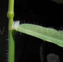 Bromus diandrus - Ligule and sheath - Click to enlarge!