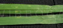 Bromus diandrus - Upper and lower surface of leaf - Click to enlarge!