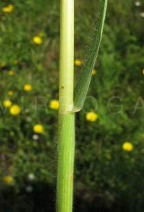Bromus hordeaceus - Ligula - Click to enlarge!