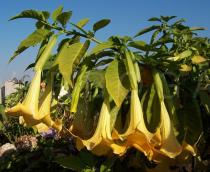 Brugmansia suaveolens - Branch with flowers - Click to enlarge!