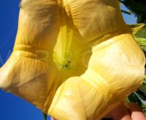 Brugmansia suaveolens - Inside of the funnel-shaped flower - Click to enlarge!