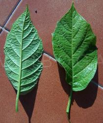 Brugmansia suaveolens - Top and lower side of leaf - Click to enlarge!