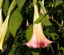 Brugmansia
		suaveolens - Click to enlarge!