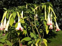 Brugmansia suaveolens - Habit - Click to enlarge!