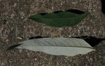 Buddleja davidii - Upper and lower surface of leaf - Click to enlarge!