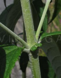 Buddleja davidii - Leaf insertion - Click to enlarge!