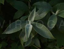 Buddleja macrostachya - Foliage - Click to enlarge!