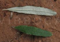 Buddleja saligna - Upper and lower surface of leaf - Click to enlarge!