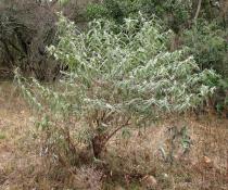 Buddleja salviifolia - Habit - Click to enlarge!