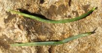 Bupleurum praealtum - Upper and lower surface of leaf - Click to enlarge!