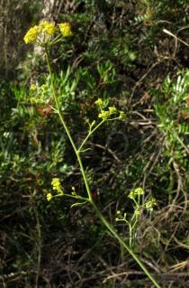 Bupleurum praealtum - Inflorescence, side view - Click to enlarge!