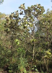 Byrsonima coccolobifolia - Habit - Click to enlarge!