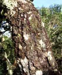 Byrsonima coccolobifolia - Bark - Click to enlarge!