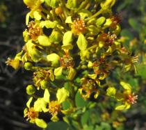 Byrsonima crassifolia - Inflorescence, close-up - Click to enlarge!