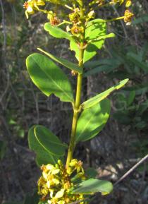 Byrsonima crassifolia - Leaf insertion - Click to enlarge!