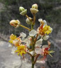 Byrsonima gardneriana - Flowers - Click to enlarge!