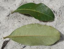 Byrsonima sericea - Upper and lower surface of leaf - Click to enlarge!