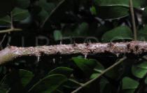 Caesalpinia echinata - Twig section with thorns - Click to enlarge!