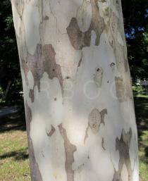 Caesalpinia ferrea - Bark - Click to enlarge!