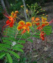 Caesalpinia pulcherrima - Inflorescence - Click to enlarge!