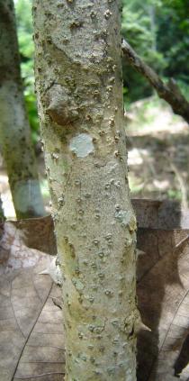 Caesalpinia pulcherrima - Bark - Click to enlarge!