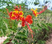 Caesalpinia pulcherrima - Flower - Click to enlarge!