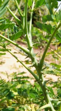 Caesalpinia pulcherrima - Thorns - Click to enlarge!