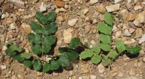 Caesalpinia pyramidalis - Upper and lower surface of leaf - Click to enlarge!