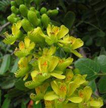 Caesalpinia spinosa - Inflorescence, close-up - Click to enlarge!