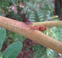 Caesalpinia spinosa - Prickle - Click to enlarge!