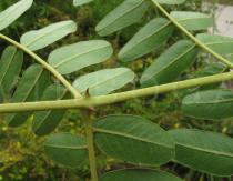 Caesalpinia spinosa - Prickles - Click to enlarge!