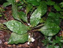 Calanthe alismatifolia - Habit - Click to enlarge!