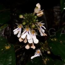 Calanthe alismatifolia - Inflorescence - Click to enlarge!