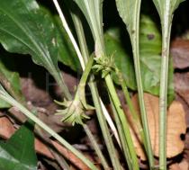 Calanthe alismatifolia - Flower buds - Click to enlarge!