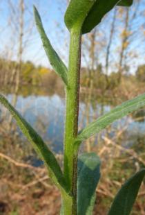 Calendula arvensis - Leaf insertion - Click to enlarge!