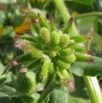 Calendula arvensis - Infructescence - Click to enlarge!