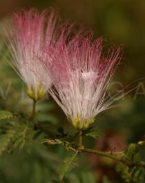 Calliandra surinamensis - Flower - Click to enlarge!