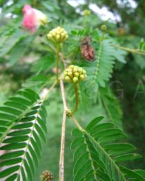 Calliandra surinamensis - Flower buds - Click to enlarge!