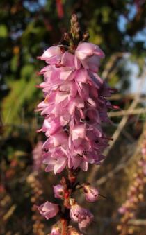 Calluna vulgaris - Flowers - Click to enlarge!