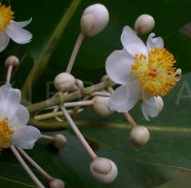Calophyllum inophyllum - Flower - Click to enlarge!