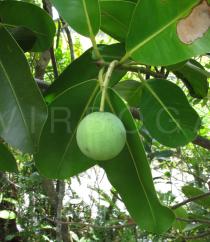 Calophyllum inophyllum - Fruit - Click to enlarge!