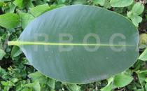 Calophyllum inophyllum - Upper surface of leaf - Click to enlarge!