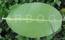 Calophyllum inophyllum - Lower surface of leaf - Click to enlarge!