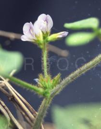 Calopogonium mucunoides - Flower - Click to enlarge!