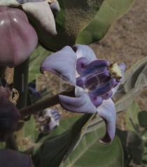 Calotropis gigantea - Flower - Click to enlarge!