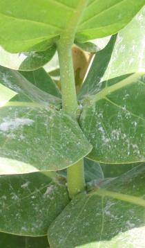 Calotropis procera - Leaf insertion - Click to enlarge!