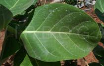 Calotropis procera - Leaf - Click to enlarge!