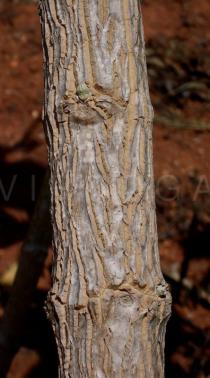Calotropis procera - Bark - Click to enlarge!