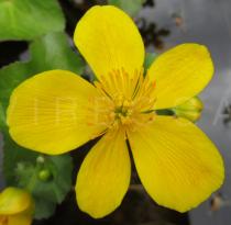Caltha palustris - Flower - Click to enlarge!